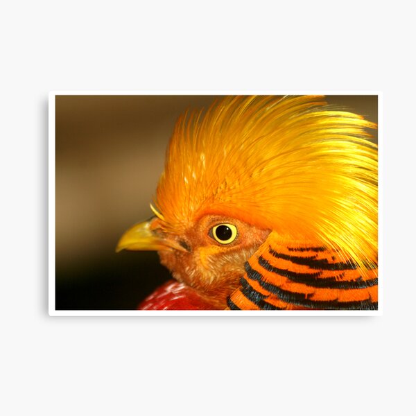 Item preview, golden plumes designed and sold by Kath Gillies.
