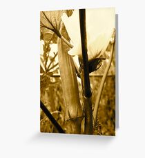 okra Greeting Card