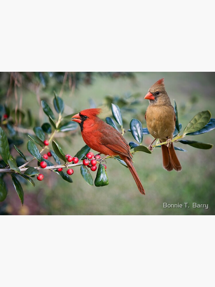 Northern Cardinal Pair on Holly Branch Poster for Sale by Bonnie T. Barry