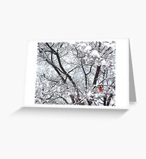 Cardinal in Winter (Central Park) Greeting Card