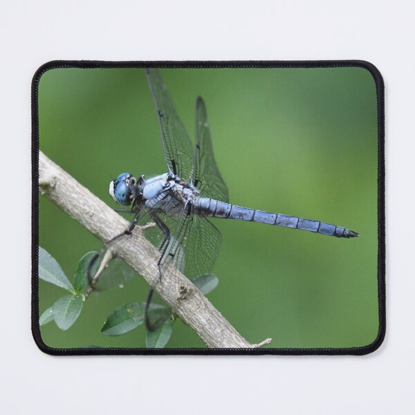Item preview, Great Blue Skimmer Dragonfly designed and sold by LauraWolfArtist.