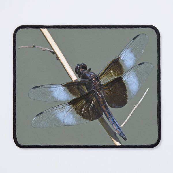 Item preview, Widow Skimmer Dragonfly designed and sold by LauraWolfArtist.