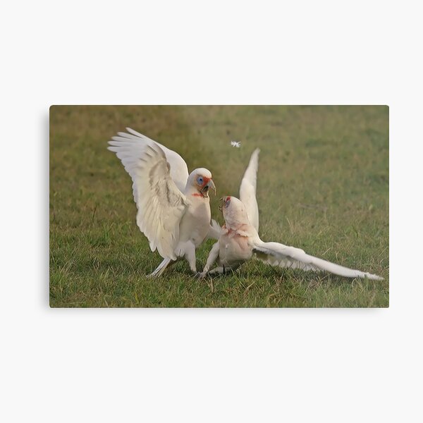 Long Beak Corellas Metal Print