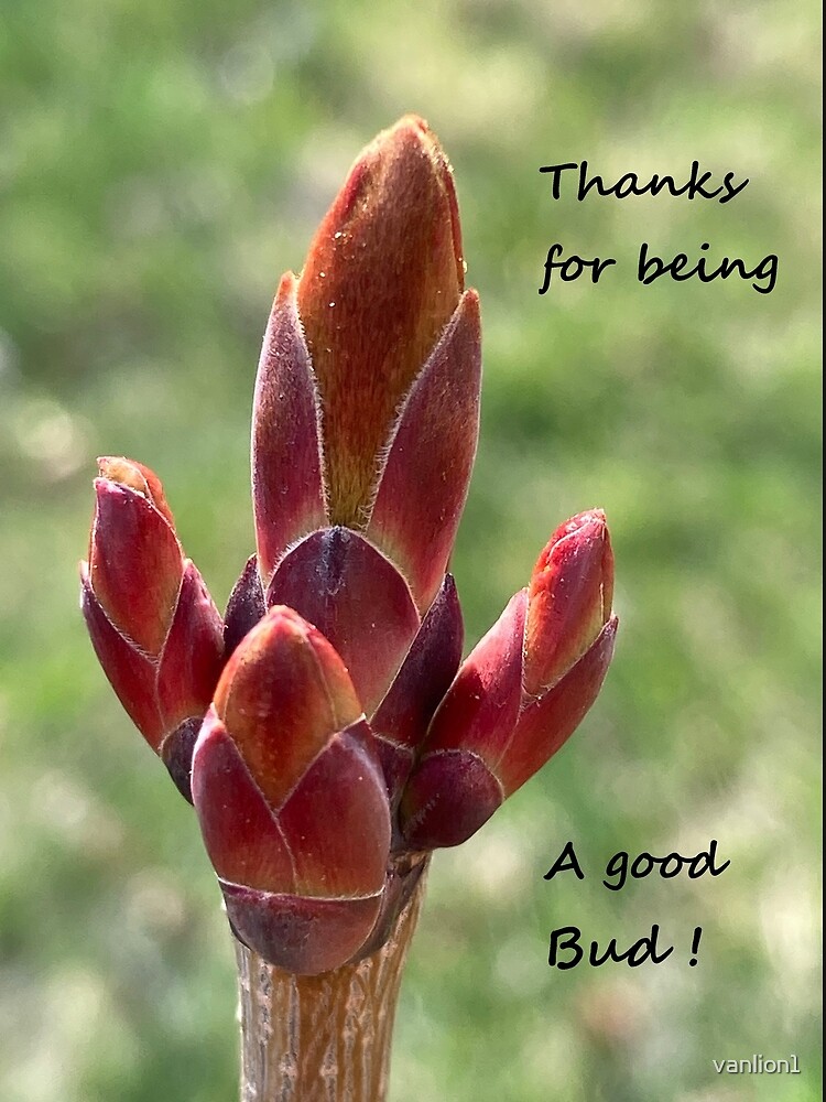 thanks-for-being-a-good-bud-poster-by-vanlion1-redbubble