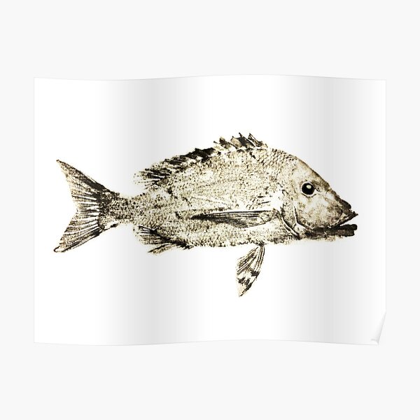 "Spangled emperor gyotaku" Poster for Sale by NatadeCoco Redbubble