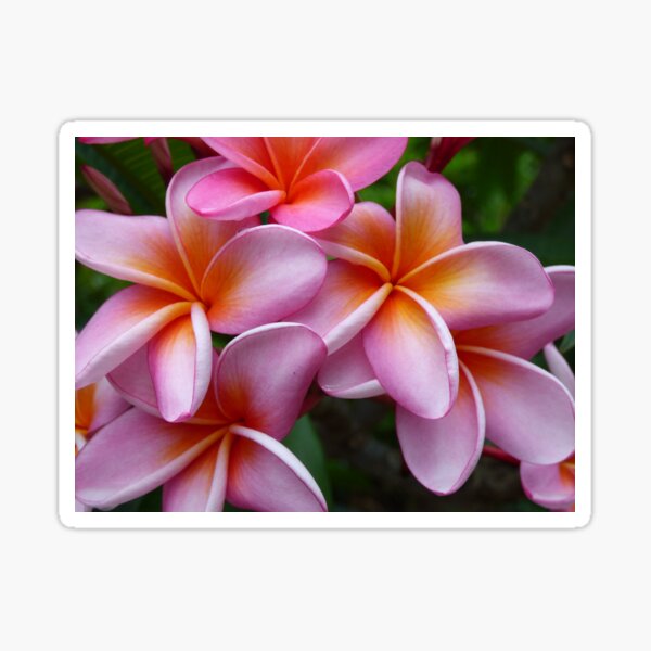 Item preview, Fabulous Tropical Pink Frangipani  designed and sold by ginnymac.