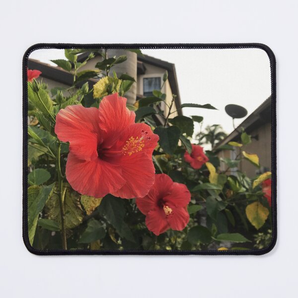 Item preview, Red Hibiscus In Golden Sunlight designed and sold by anatovas.