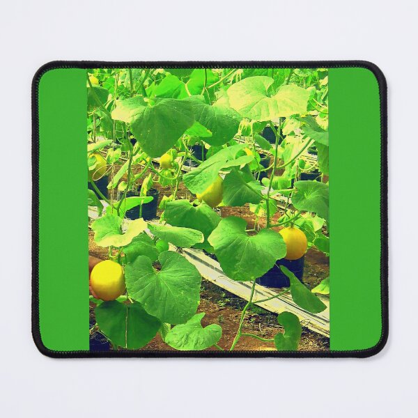 Item preview, Successful and Very Successful Melon Fruit Farmer designed and sold by CDMCustom.