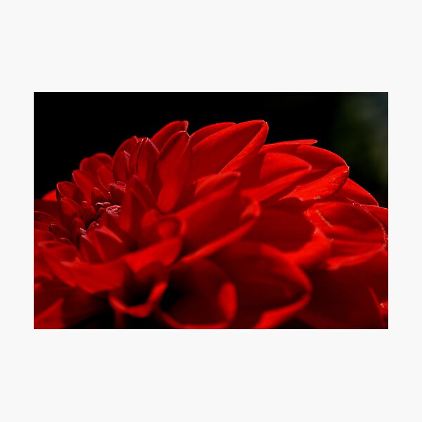 Aperçu de l'œuvre Razor Back Runs Red créée et vendue par GracefulShadow.