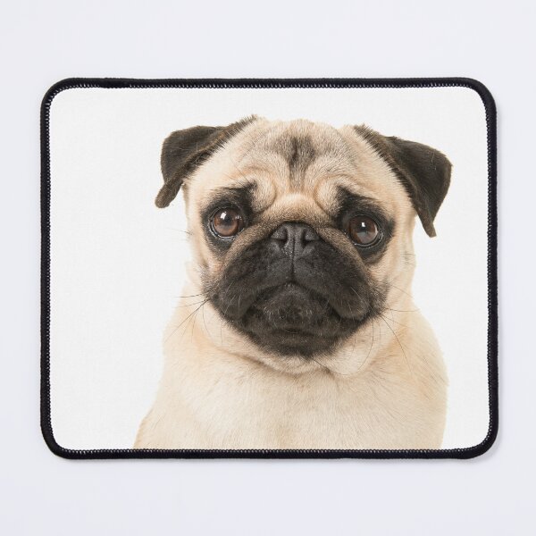 Item preview, too cute bulldog or pug designed and sold by JAG2B.