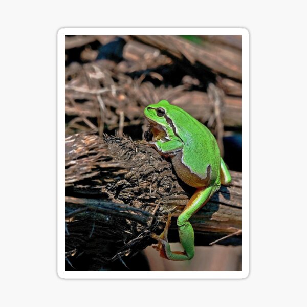Vista previa del artículo con la obra «r670/  A Kind Frog Palmé -Grenouille verte palmé  " simply life " to Okaio Créations - Olavia-Olao », diseñado y vendido por o.okaïo.