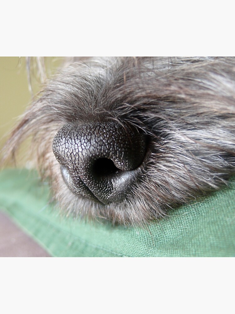 Stanley's Nose by russell
