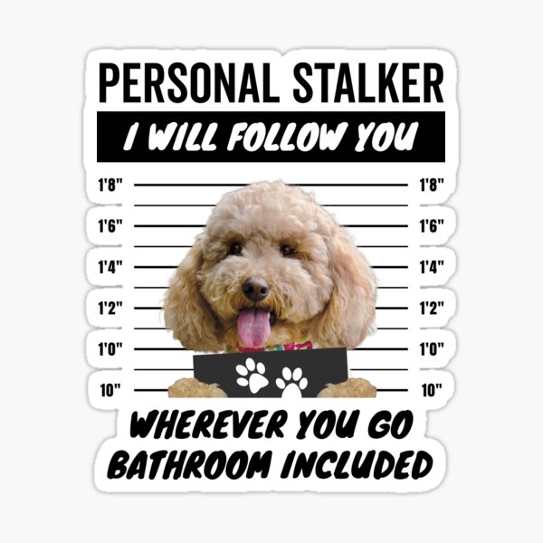 Item preview, Personal Stalker Dog – Apricot Cockapoo designed and sold by More Cute Dogs.