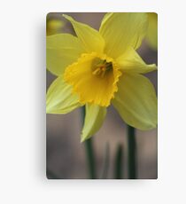 Daffodil Canvas Print