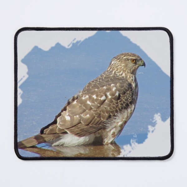 Item preview, Bird Photo Raptor Blue Water Young Hawk designed and sold by natureinfocus.