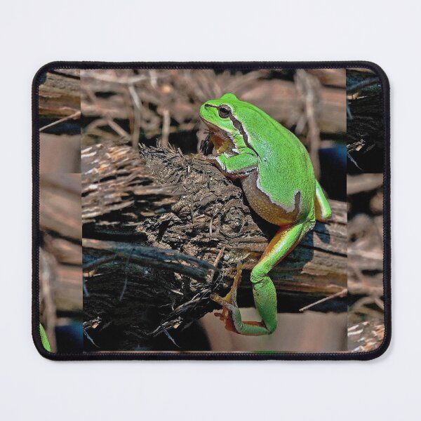 Item preview, r670/ A Kind Frog Palmé -Grenouille verte palmé  " simply life " to Okaio Créations - Olavia-Olao  designed and sold by o.okaïo.