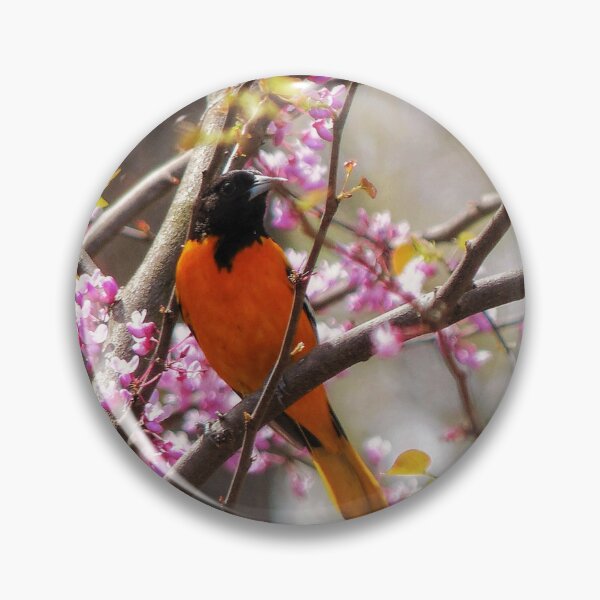 Item preview, Baltimore Oriole designed and sold by Frankie Cat Photography.