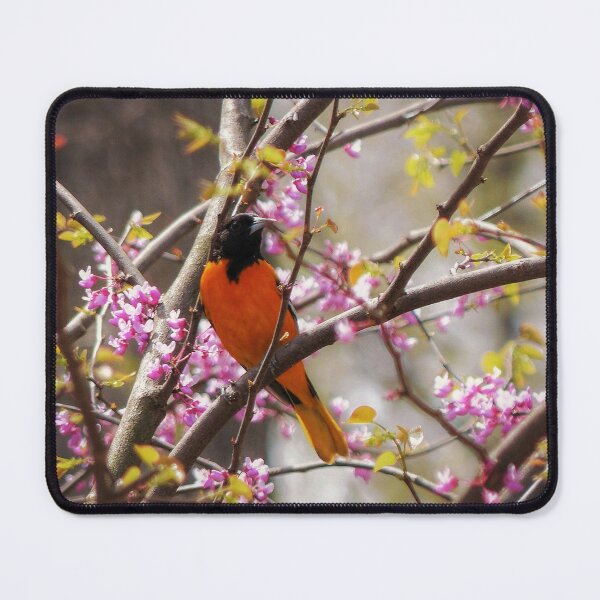 Item preview, Baltimore Oriole designed and sold by Frankie Cat Photography.