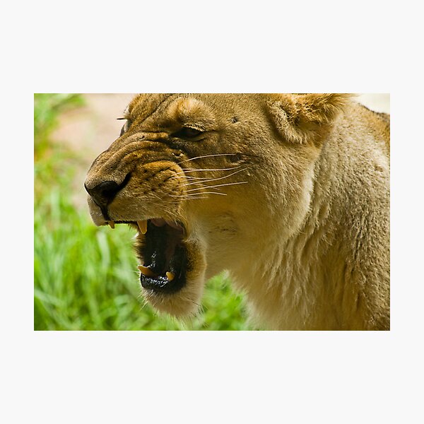 Power Photographic Print