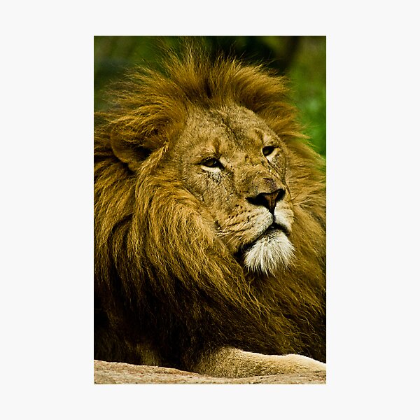 Relax Photographic Print