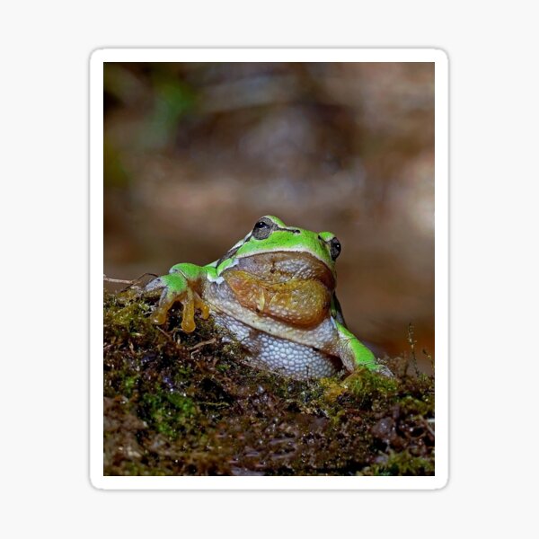 Vista previa del artículo con la obra «r669/  " the Friendly Palmed Green Frog - la Gentille grenouille verte Palmé " to Okaio Créations - Olavia-Olao », diseñado y vendido por o.okaïo.