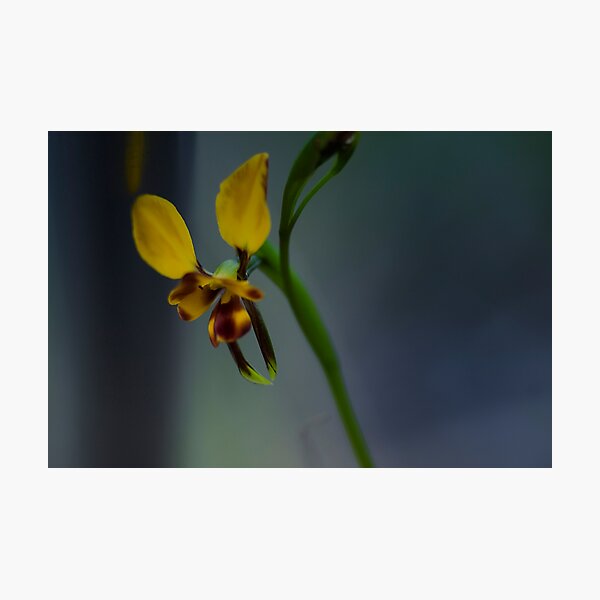 Item preview, WILD DONKEY ORCHID designed and sold by hugo.