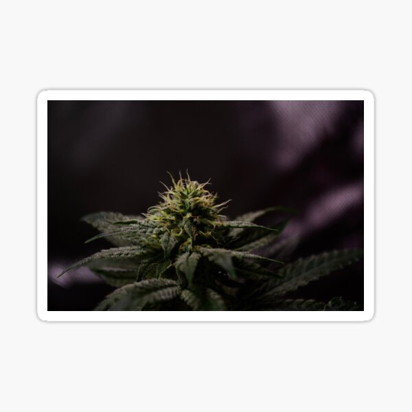 cannabis flower dark Sticker