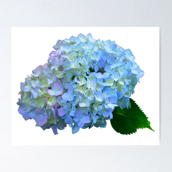 Item preview, Romantic cottage floral | Blue, purple, pink hydrangeas | cotton Candy colors designed and sold by hollycooper.