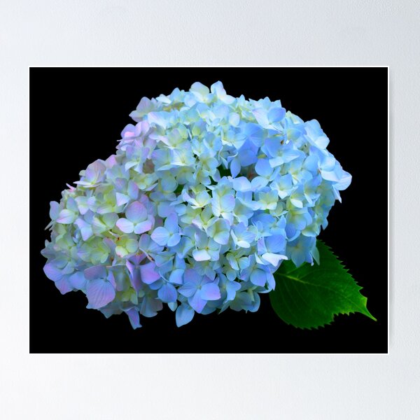Item preview, Romantic cottage floral | Blue, purple, pink hydrangeas  designed and sold by hollycooper.