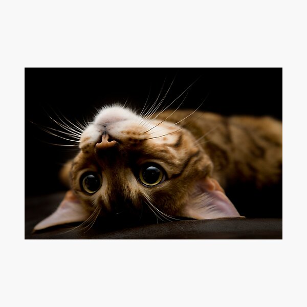 Gremlin or Mogwai? Photographic Print