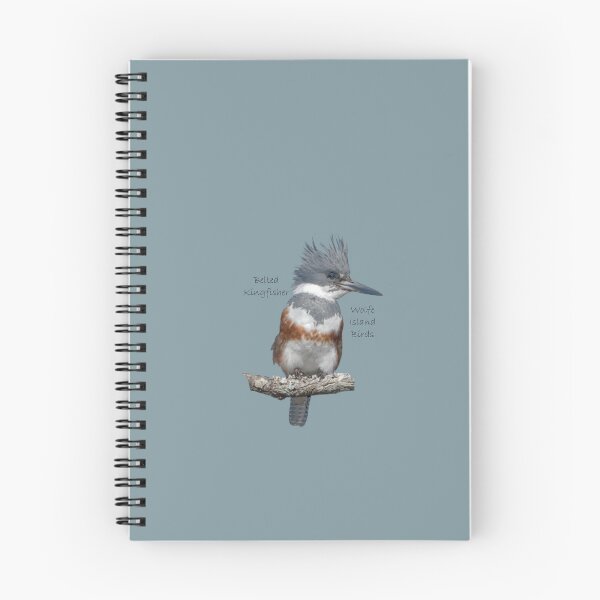 Item preview, Belted Kingfisher sticker designed and sold by qlajt.