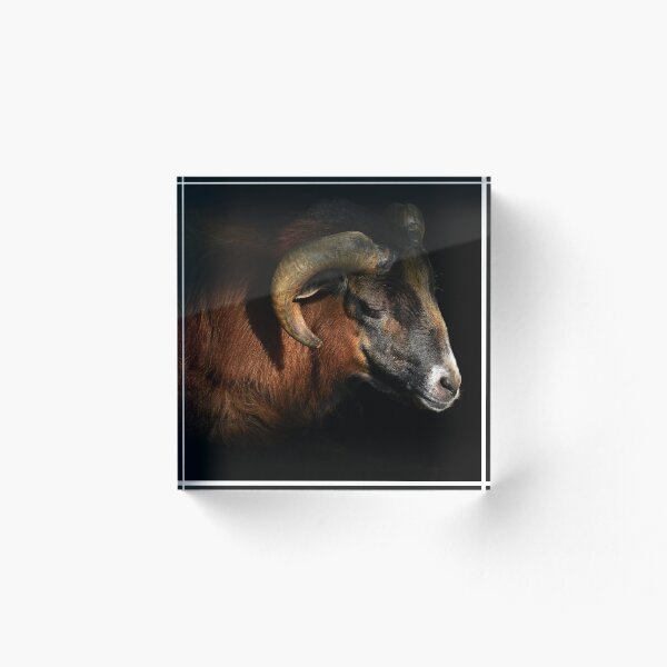 Artikelvorschau, majestätisches Schaf - Fotografie entworfen und verkauft von Paul Davenport.