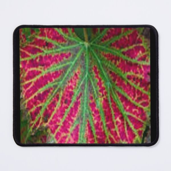 Item preview, varigated fig leaves designed and sold by contractingsdsd.