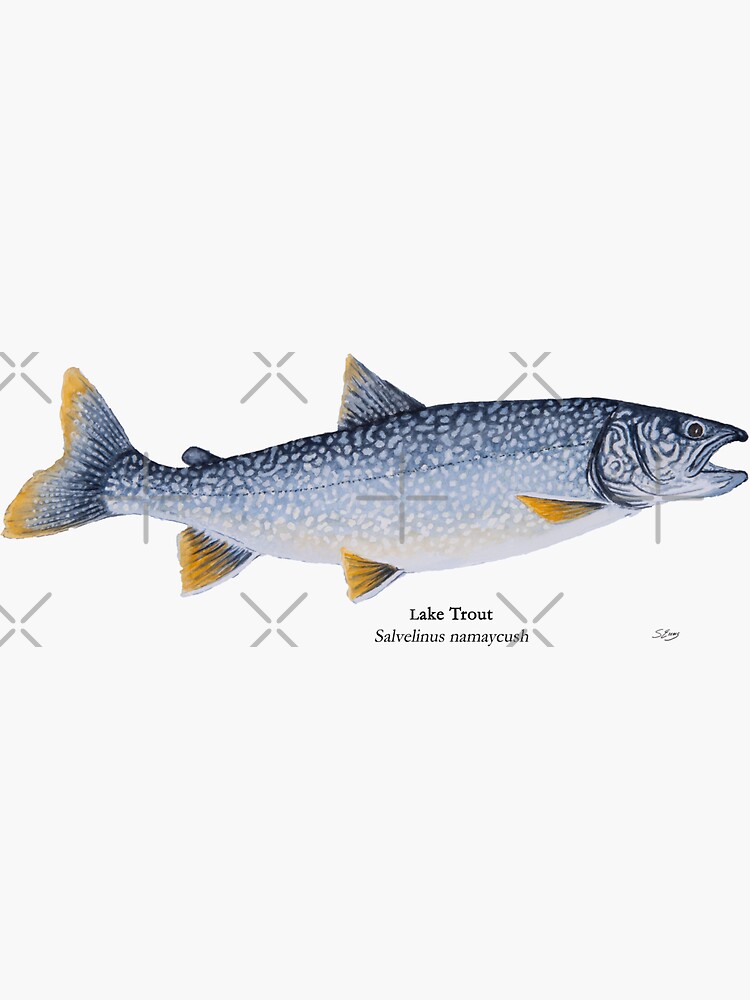 "Redfin Lake Trout" Sticker for Sale by skemmss Redbubble