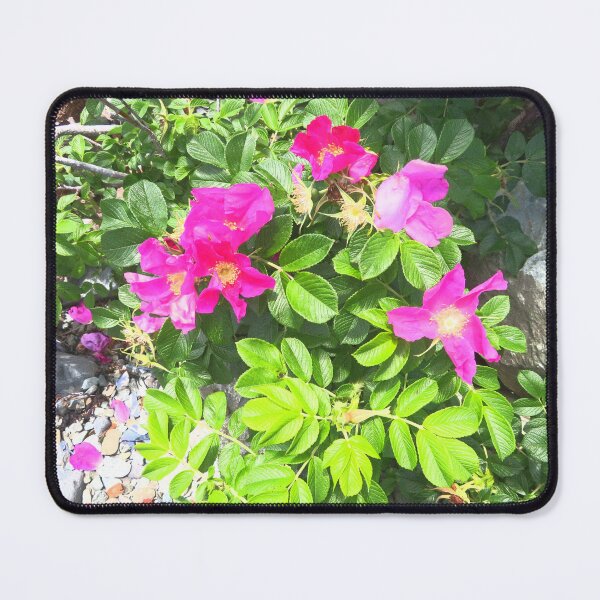 Item preview, Summer Rugosa Beach Roses  designed and sold by SillaHoekstra.
