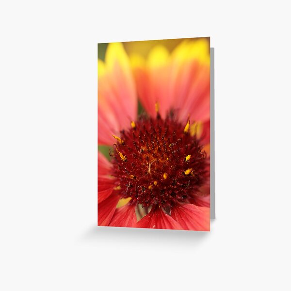 Solar Eruption Greeting Card
