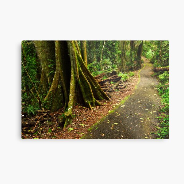 Item preview, Rainforest in the Dorrigo National Park designed and sold by Darren Stones.