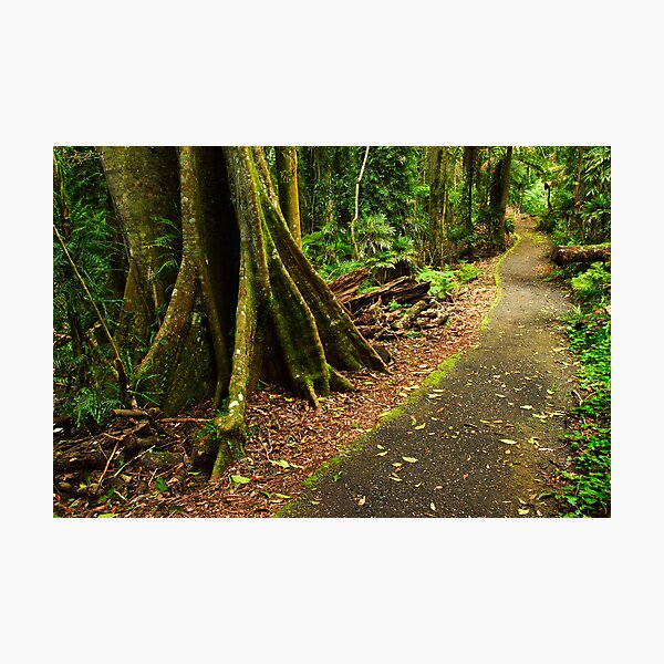 Item preview, Rainforest in the Dorrigo National Park designed and sold by Darren Stones.