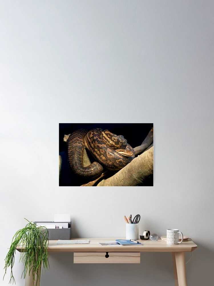 Thumbnail 2 of 3, Poster, Python designed and sold by neroli50.