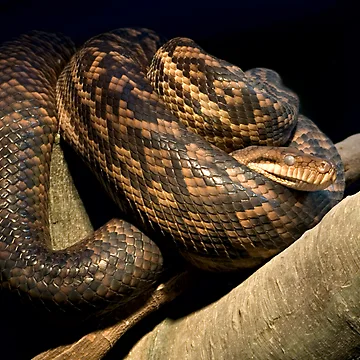 Artwork thumbnail, Python by neroli50