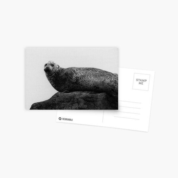 Seal Postcard
