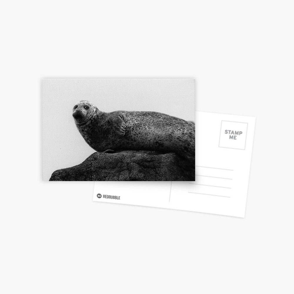 Seal Postcard