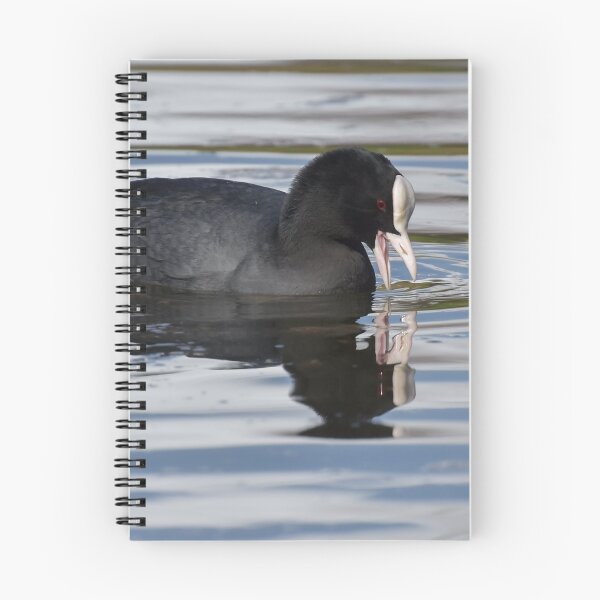 Item preview, Eurasian Coots designed and sold by Olimpia Negura.