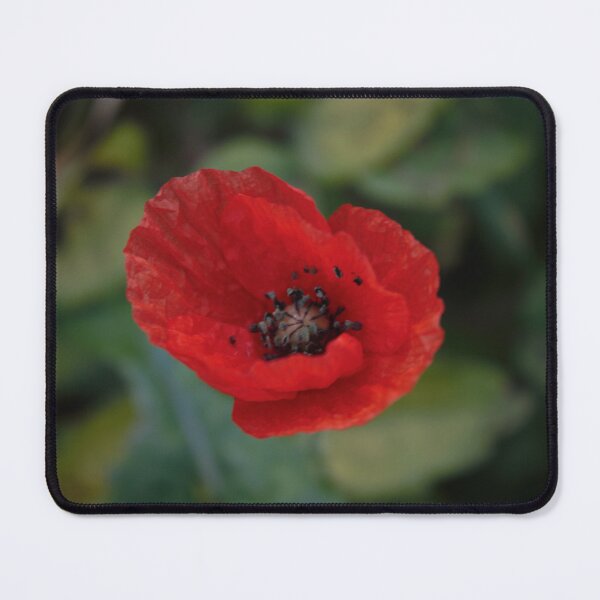 Item preview, Red poppy on green foliage designed and sold by Emma  Amies.