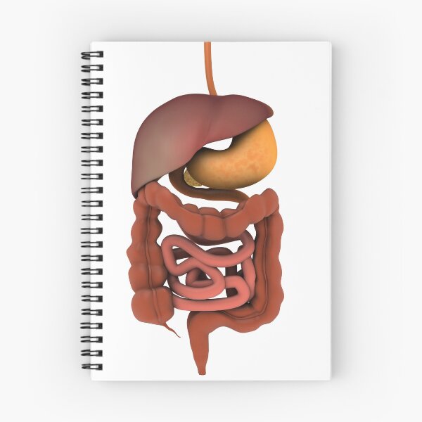 Item preview, Conceptual image of human digestive system. designed and sold by StocktrekImages.