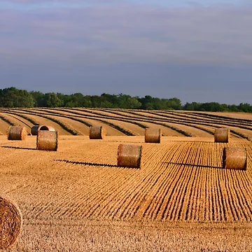 Artwork thumbnail, Lets make Hay by Chris Clark