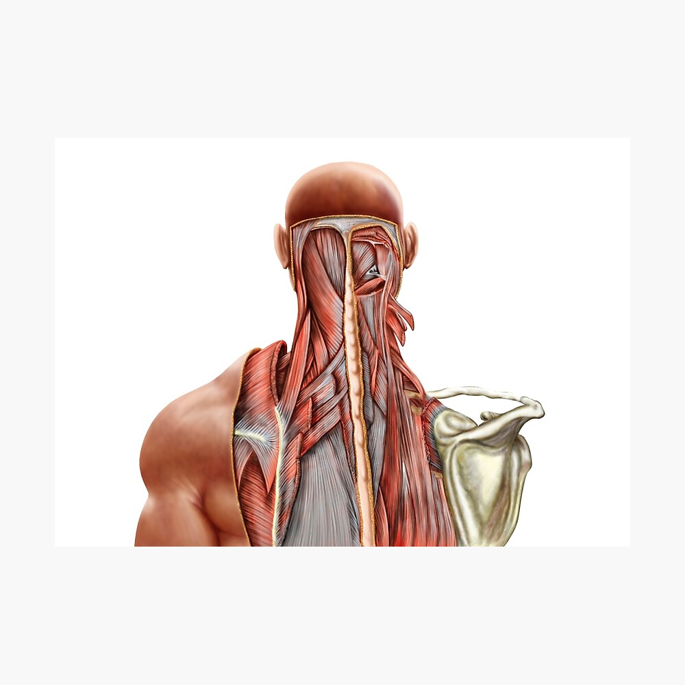Human anatomy showing deep muscles in the neck and upper back Solid-Faced  Canvas Print