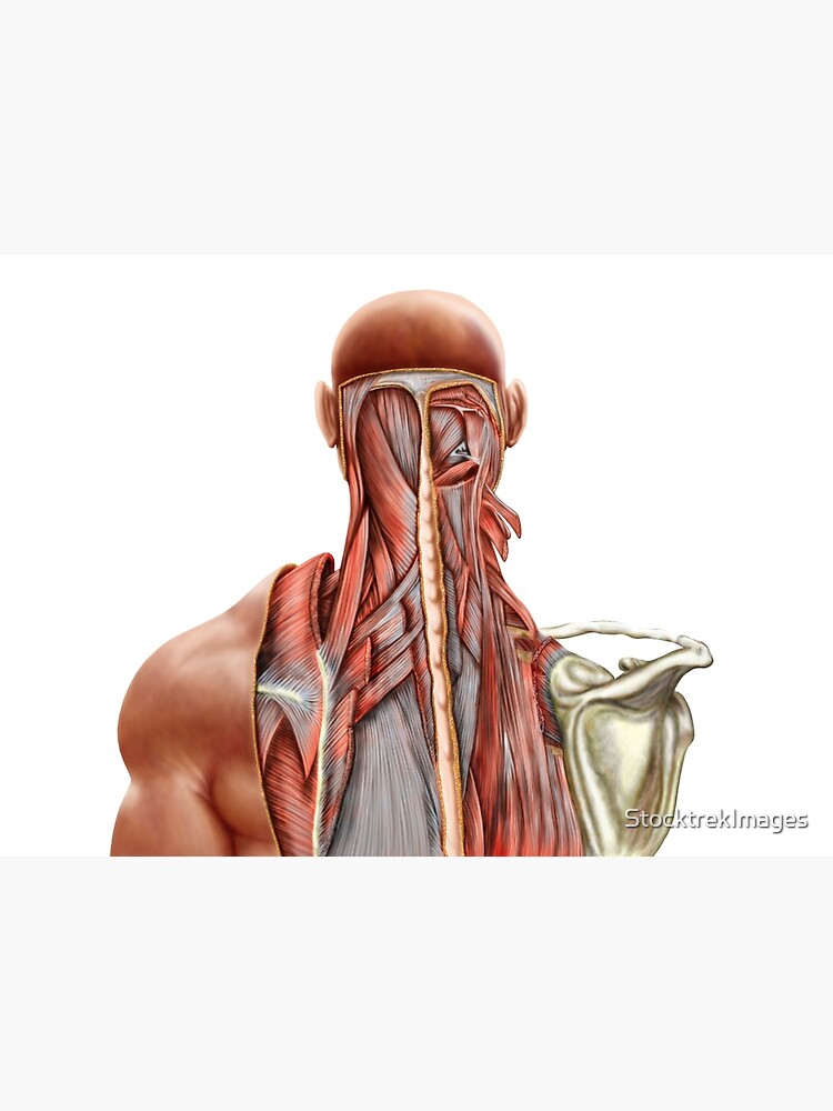 Menschliche Anatomie Zeigt Tiefe Muskeln Im Nacken Und Oberen Rucken Galeriedruck Von Stocktrekimages Redbubble
