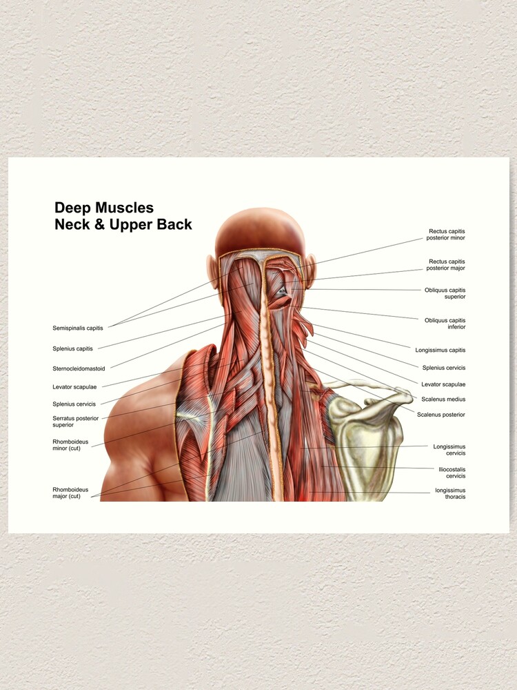"Human anatomy showing deep muscles in the neck and upper ...