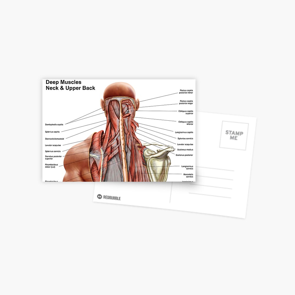 Human Anatomy Showing Deep Muscles In The Neck And Upper Back Greeting Card By Stocktrekimages Redbubble